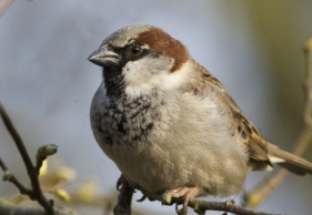 Ecologische quickscan JT-Ecologie