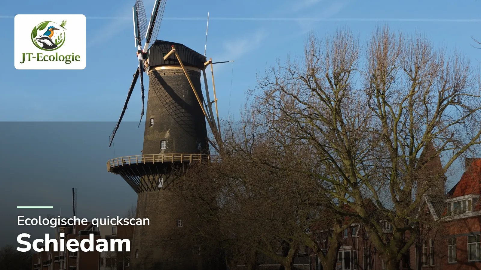 Ecologische quickscan in Schiedam – een van de hoogste molens ter wereld in de binnenstad