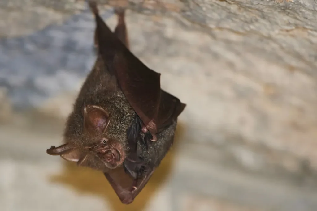 Soortenonderzoek vleermuizen: grote hoefijzerneus hangt aan een plafond in een verblijfplaats